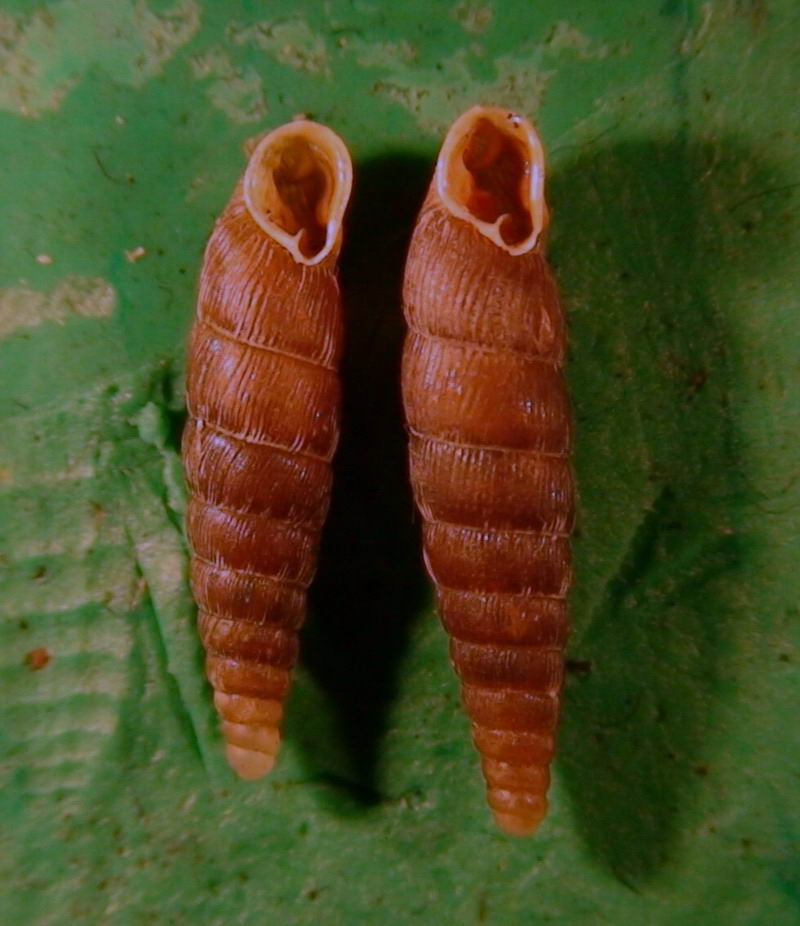 Clausilia (Clausilia) rugosa pinii Westerlund, 1878